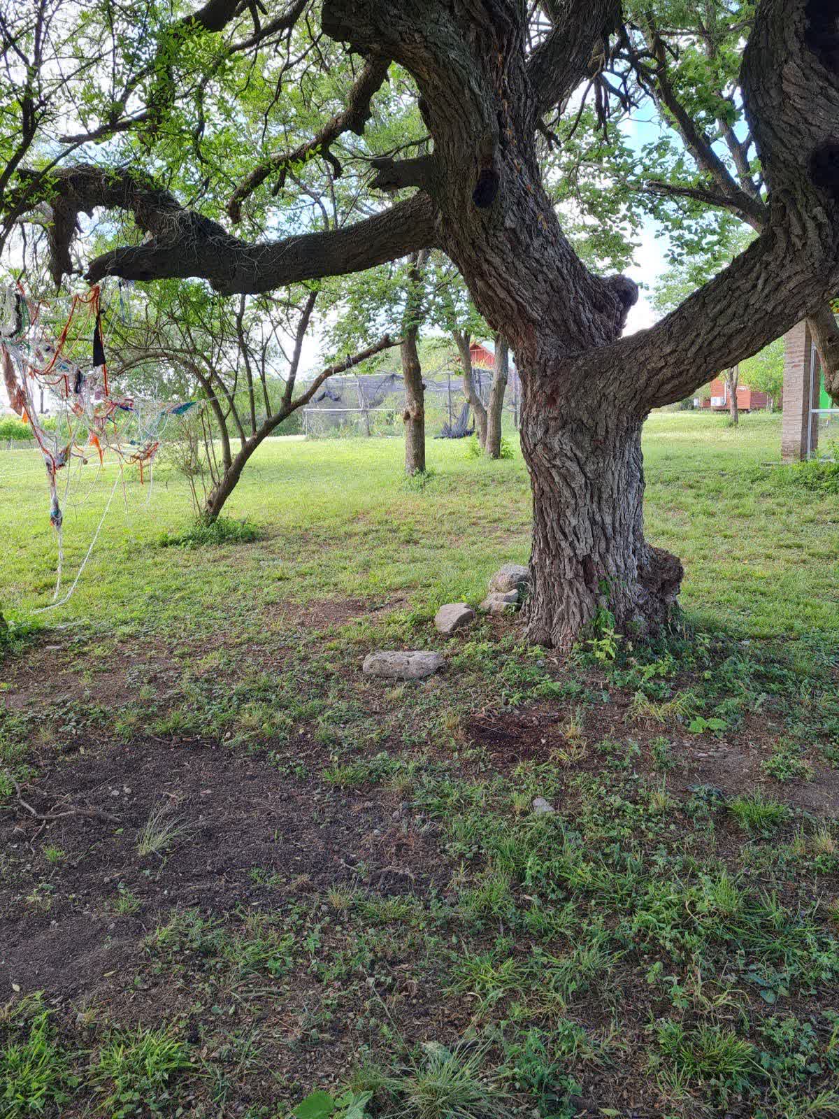Árbol añoso de tronco retorcido con cintas de colores en el parque de la finca