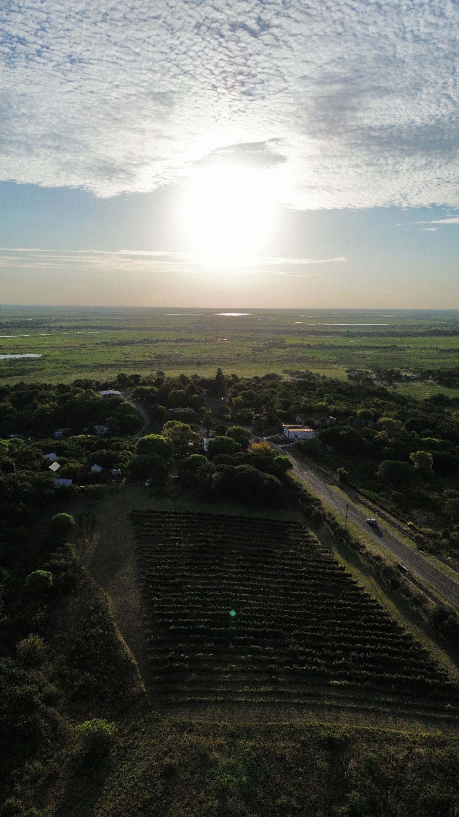 Vista aérea del viñedo al atardecer, con el monte y el delta del Paraná en el horizonte