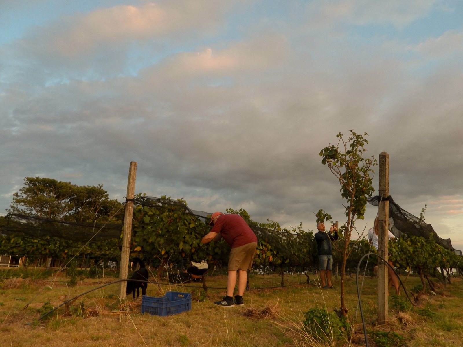 Siluetas cosechando en el viñedo al atardecer bajo un cielo dramático