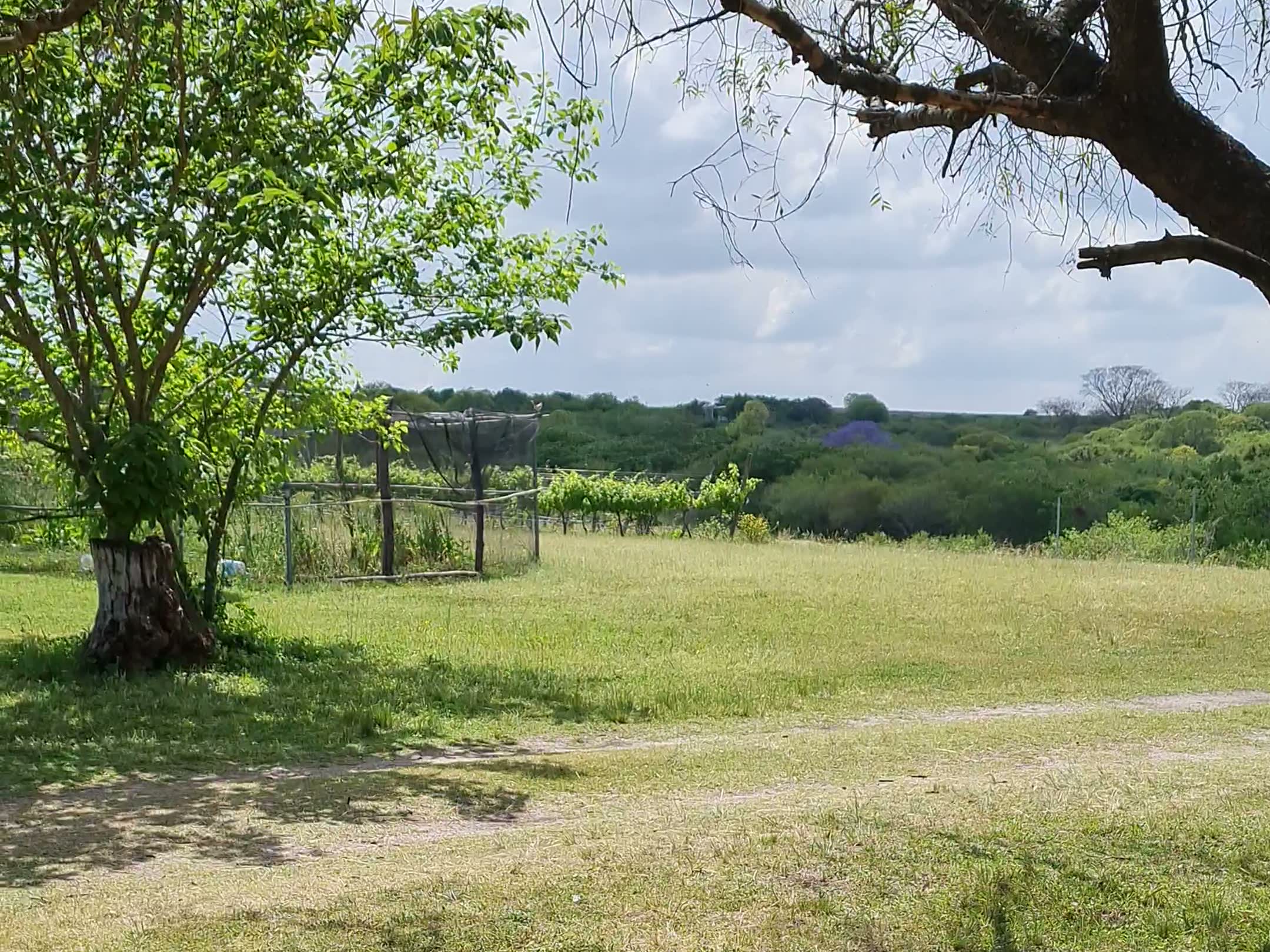 Campo abierto de la finca con árboles añosos y el horizonte del delta