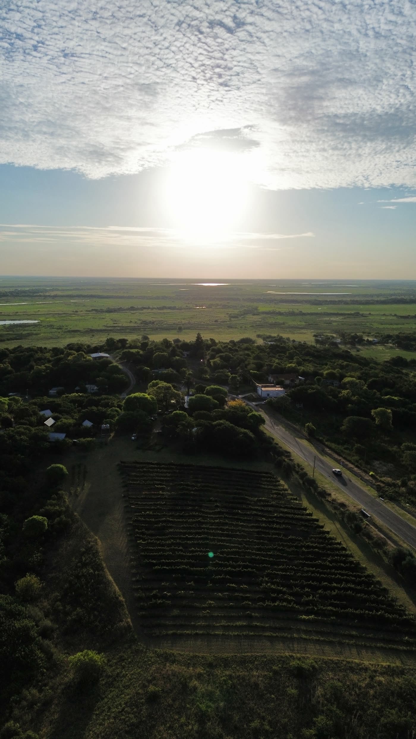 Vista aérea de la finca al atardecer: las hileras del viñedo, el monte y el delta del Paraná al fondo