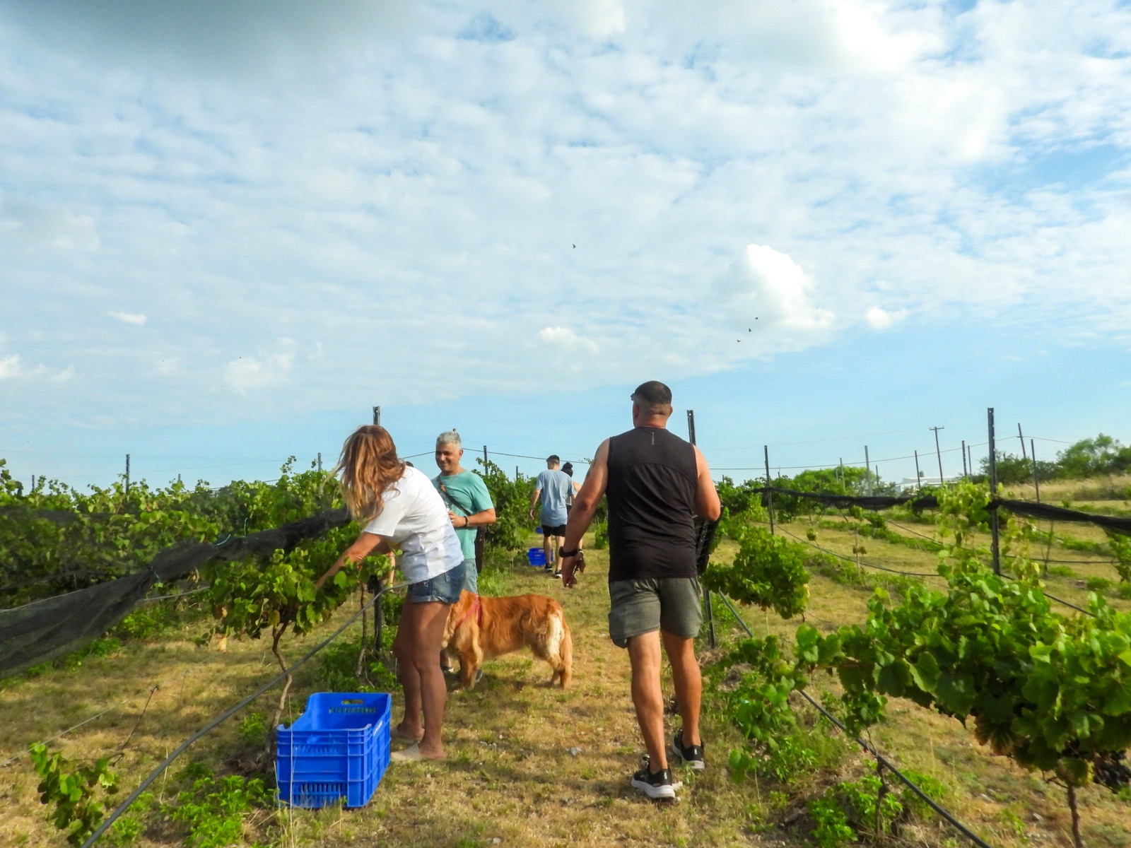 Familia y amigos vendimiando entre las hileras con el perro de la finca