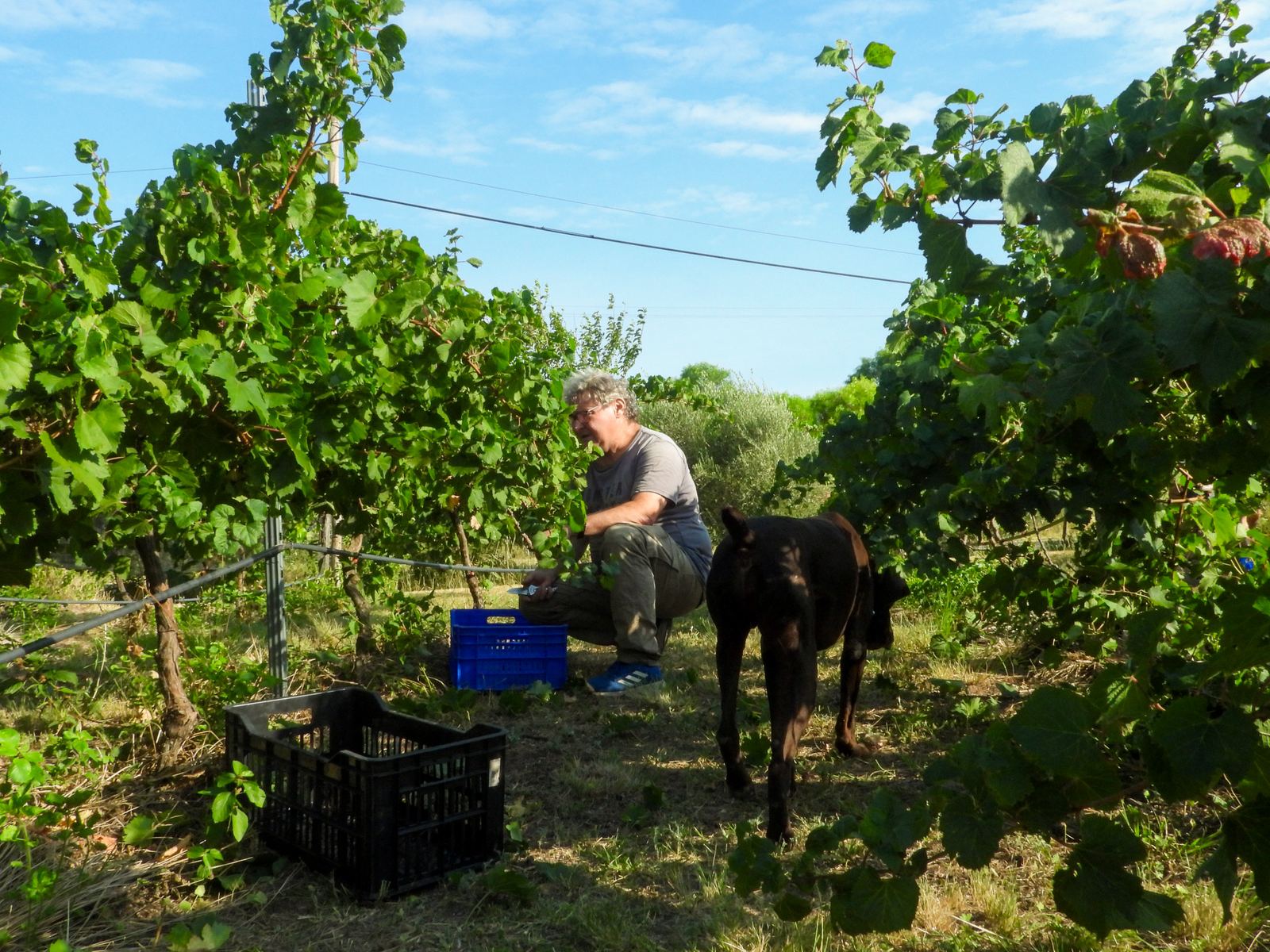 Cosechando entre las vides durante la vendimia, con el perro de la finca al lado