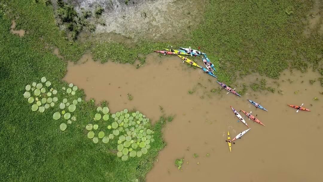 Vista desde el aire de un grupo de kayaks en el agua, junto a una mancha de irupés