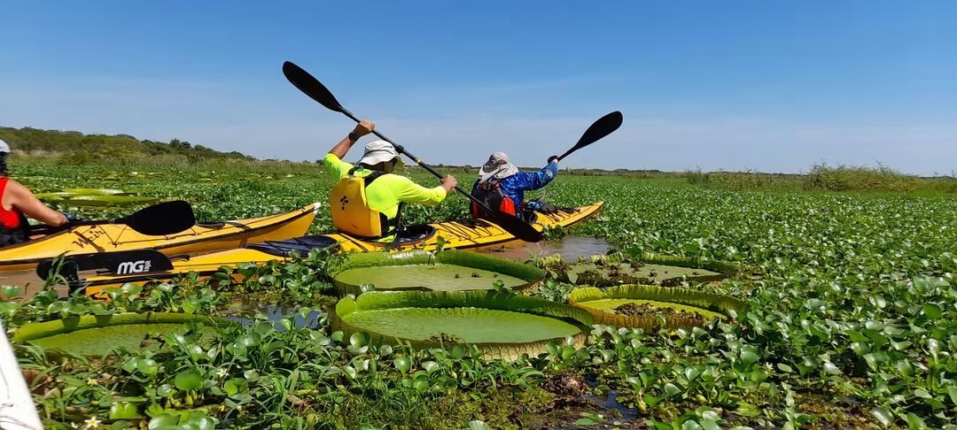 Dos personas remando en kayak entre los irupés gigantes del delta