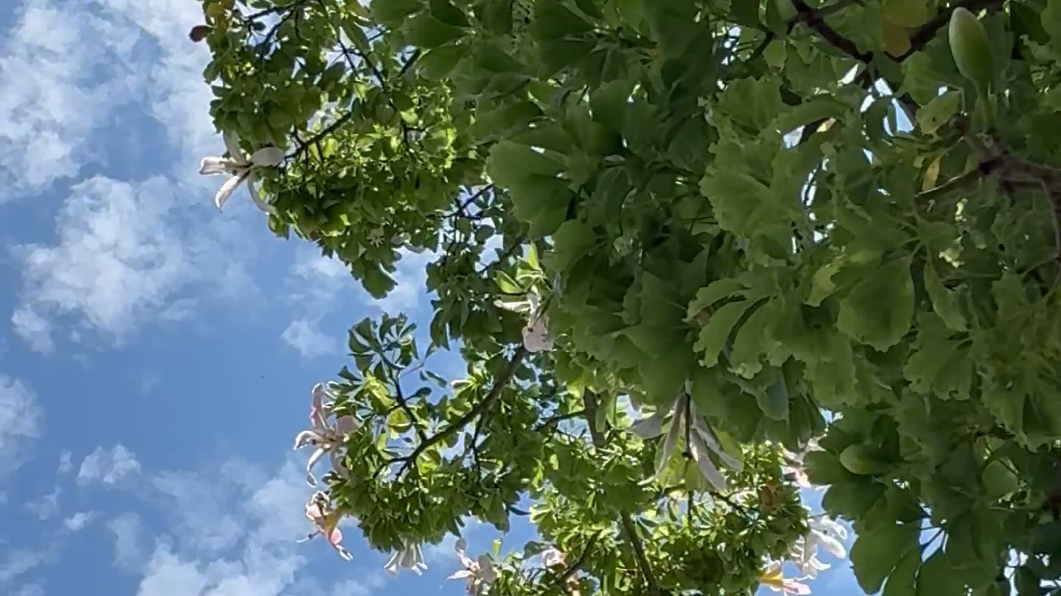 Copas de los árboles del monte en flor contra el cielo azul