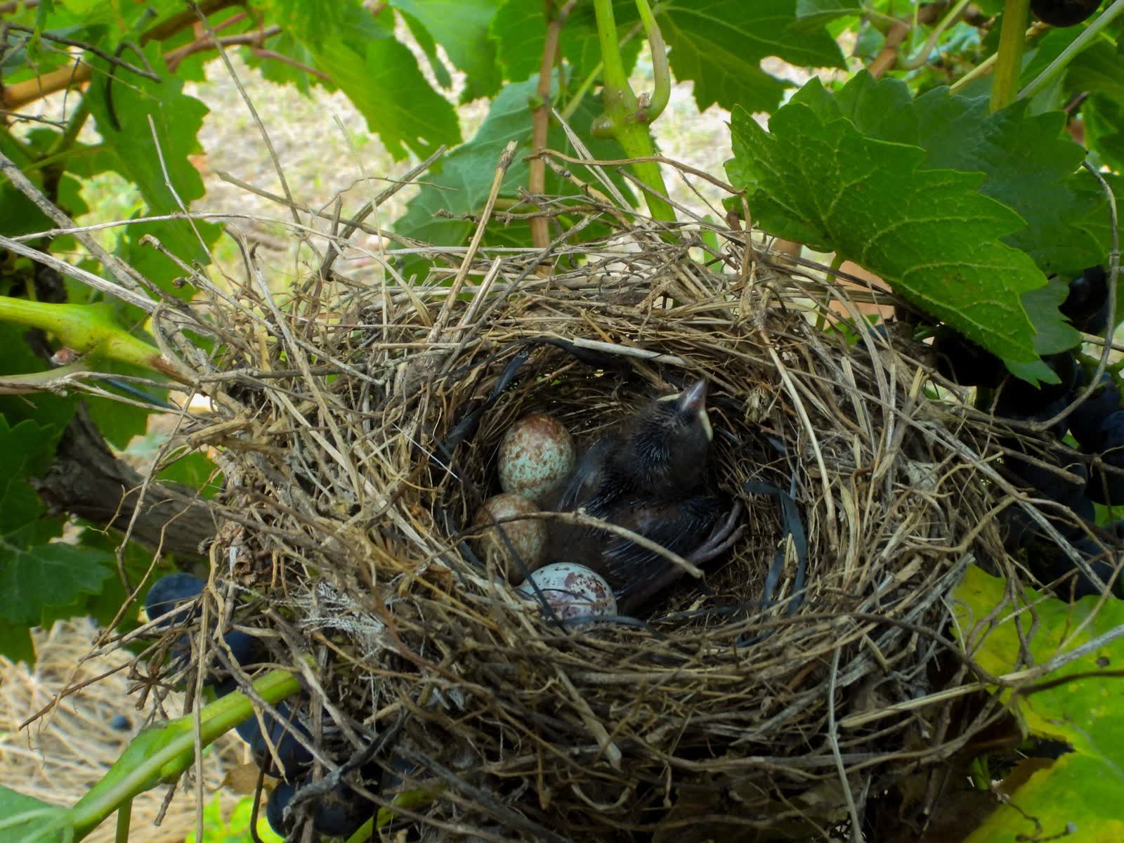 Nido con pichones y huevos escondido entre las vides del viñedo