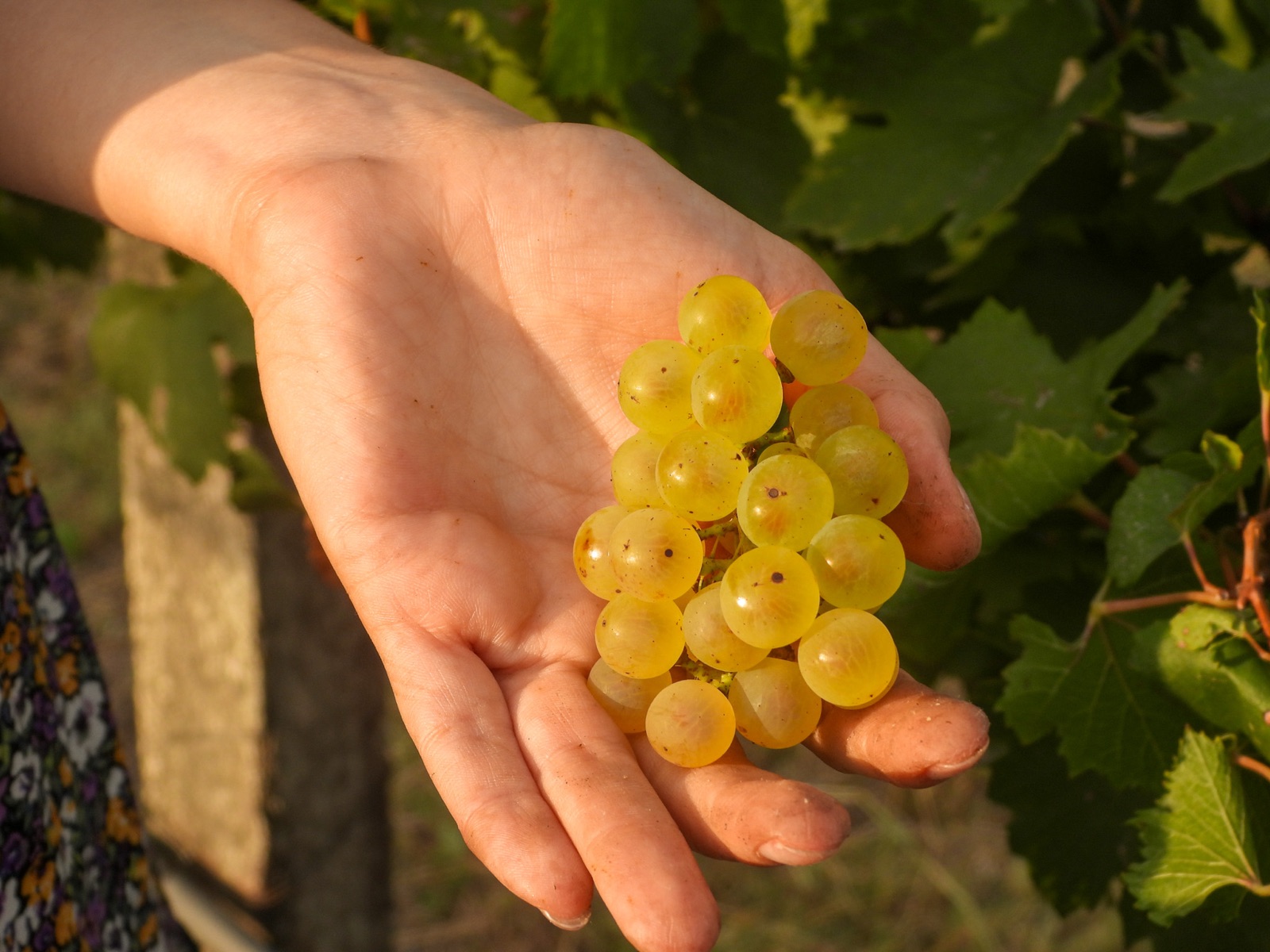 Racimo de uvas doradas a contraluz entre las hojas de la vid