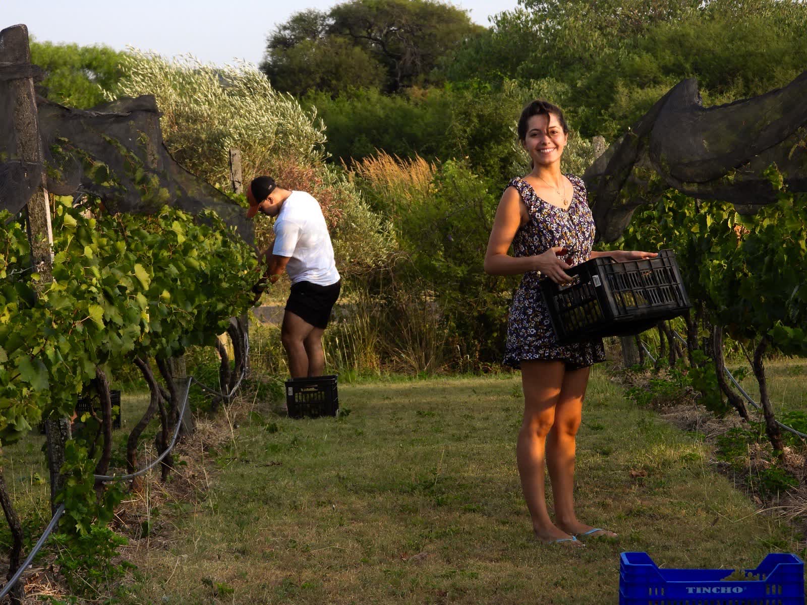 Mujer llevando un cajón de uvas cosechadas por la hilera del viñedo a la hora dorada