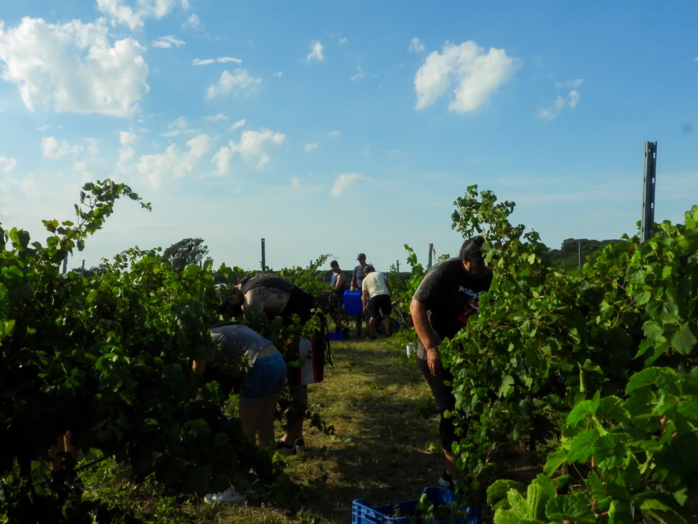Grupo cosechando uvas entre las hileras del viñedo con luz dorada