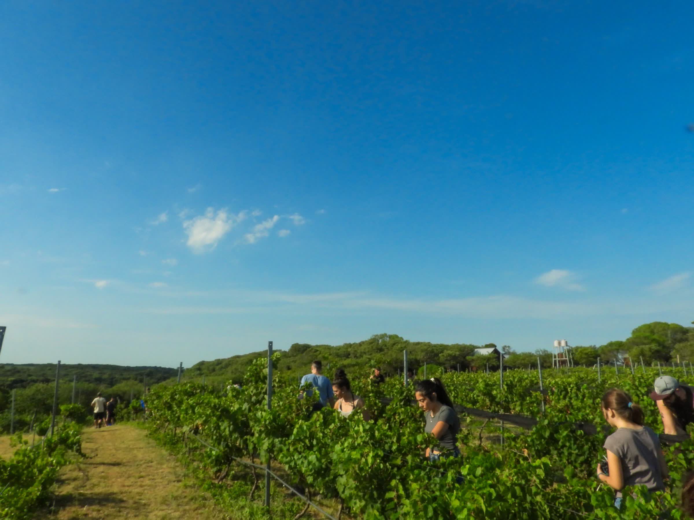 Vista amplia del viñedo de Finca Las Cuevas bajo un cielo enorme