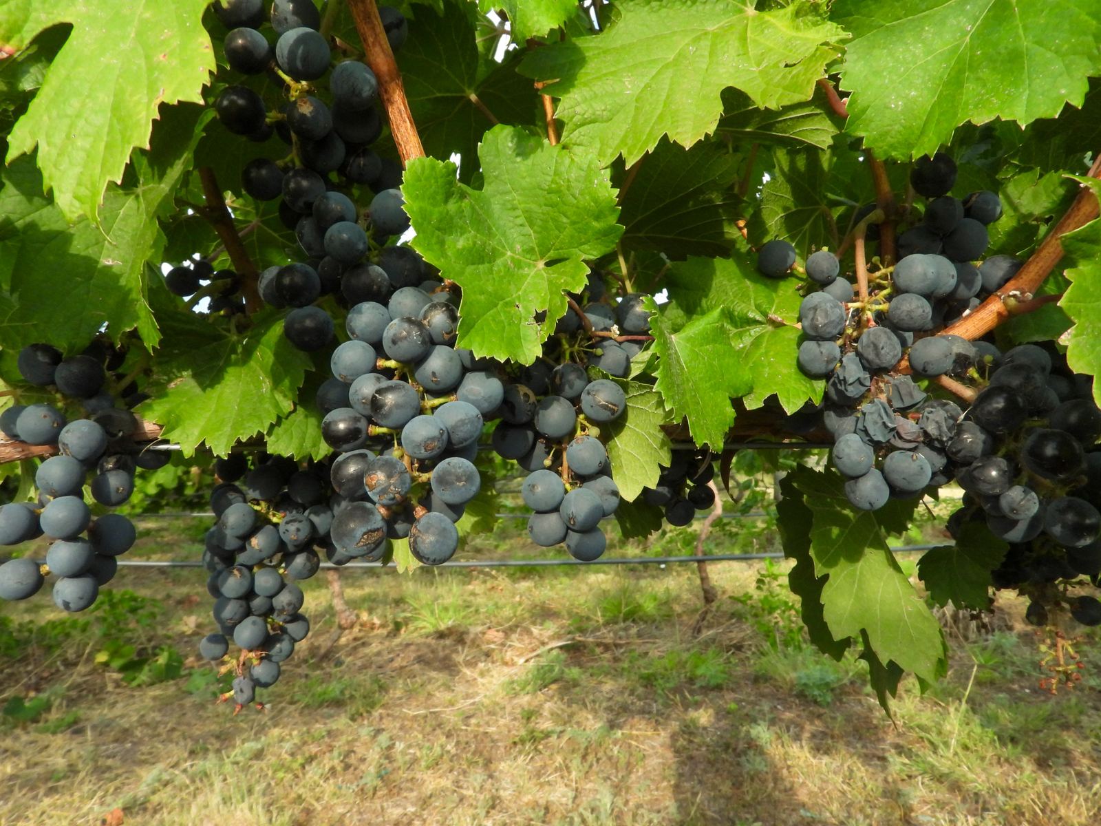 Racimos de uva tinta madurando en la planta, en el viñedo de Finca Las Cuevas